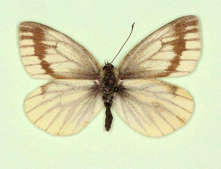 Pieris napi female (aberrant form confluens + fuscosignata) (Internet Image property of respective owner, non-commercial use only)